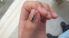 Ischnura senegalensis