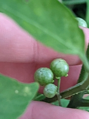 Solanum emulans