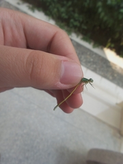 Ischnura senegalensis