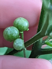 Solanum emulans