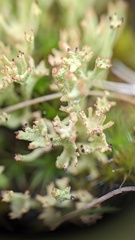 Cladonia ramulosa