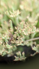 Cladonia ramulosa
