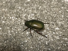 Anomala albopilosa albopilosa