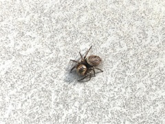 Hasarius adansoni