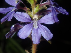 Scaevola glandulifera