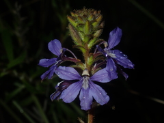 Scaevola glandulifera