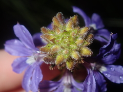 Scaevola glandulifera