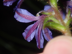 Scaevola glandulifera