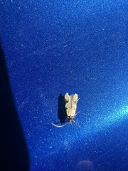 Taygete decemmaculella