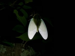 Graptopsaltria nigrofuscata