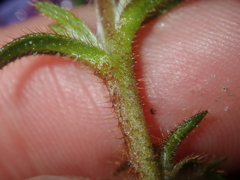 Scaevola glandulifera