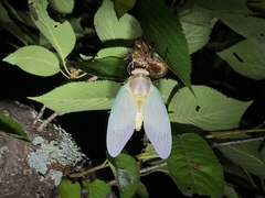 Graptopsaltria nigrofuscata