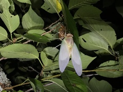Graptopsaltria nigrofuscata