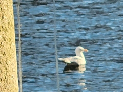 Larus argentatus
