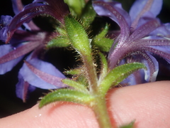 Scaevola glandulifera
