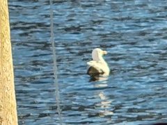 Larus argentatus