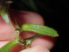 Scaevola glandulifera