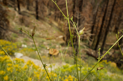 Cordylanthus nevinii