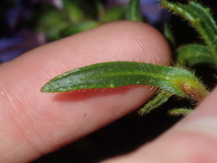 Scaevola glandulifera