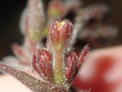 Stylidium pycnostachyum