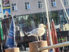 Larus argentatus