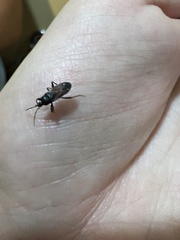 Eremocoris depressus