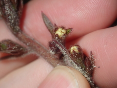 Stylidium pycnostachyum