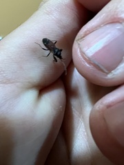 Eremocoris depressus