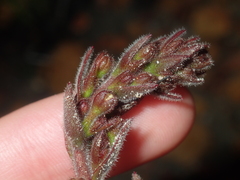 Stylidium pycnostachyum