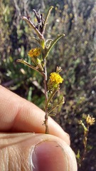 Marasmodes trifida