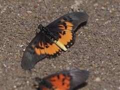 Acraea perenna