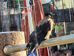Corvus cornix
