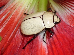 Macropoides crassipes