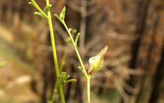 Cordylanthus nevinii