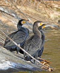 Phalacrocorax carbo