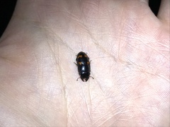 Glischrochilus japonius