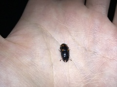 Glischrochilus japonius