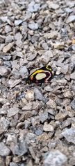 Delias leucias