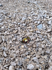 Delias leucias