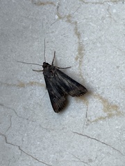 Agrotis ipsilon
