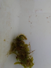 Parapoynx stratiotata