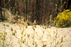 Cordylanthus nevinii