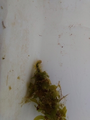 Parapoynx stratiotata