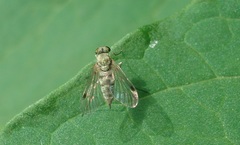Chrysopilus asiliformis