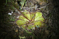 Drosera macrophylla