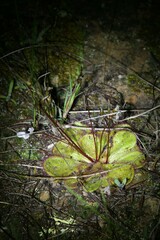 Drosera macrophylla
