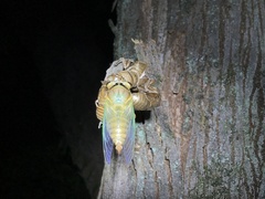 Cryptotympana facialis