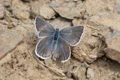 Icaricia shasta