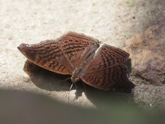 Junonia stygia