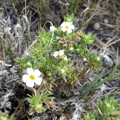 Leptosiphon nuttallii pubescens